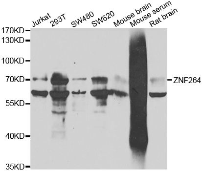 ZNF264 Antibody - Western blot analysis of extracts of various cell lines.