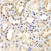 ZNF264 Antibody - Immunohistochemistry of paraffin-embedded human kidney tissue.