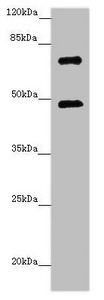 ZNF264 Antibody - Western blot All Lanes: ZNF264 antibody at 1.02ug/ml+ Jurkat whole cell lysate Goat polyclonal to rabbit at 1/10000 dilution Predicted band size: 71 kDa Observed band size: 71,50 kDa