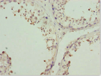 ZNF264 Antibody - Immunohistochemistry of paraffin-embedded human testis tissue at dilution 1:100
