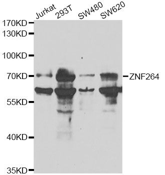 ZNF264 Antibody - Western blot analysis of extracts of various cell lines, using ZNF264 antibody at 1:1000 dilution. The secondary antibody used was an HRP Goat Anti-Rabbit IgG (H+L) at 1:10000 dilution. Lysates were loaded 25ug per lane and 3% nonfat dry milk in TBST was used for blocking. An ECL Kit was used for detection and the exposure time was 90s.