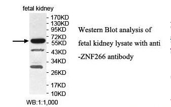 ZNF266 Antibody