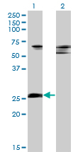 ZNF266 Antibody - Western blot of ZNF266 expression in transfected 293T cell line by ZNF266 monoclonal antibody (M02), clone 4G5.