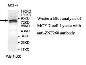 ZNF268 Antibody