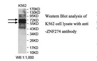 ZNF274 Antibody