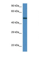 ZNF275 Antibody - ZNF275 antibody Western blot of Mouse Kidney lysate. Antibody concentration 1 ug/ml.  This image was taken for the unconjugated form of this product. Other forms have not been tested.