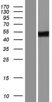 ZNF275 Protein - Western validation with an anti-DDK antibody * L: Control HEK293 lysate R: Over-expression lysate