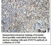 ZNF276 Antibody