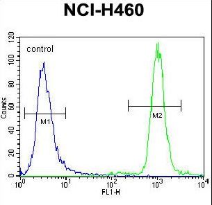 ZNF28 Antibody - ZNF28 Antibody flow cytometry of NCI-H460 cells (right histogram) compared to a negative control cell (left histogram). FITC-conjugated goat-anti-rabbit secondary antibodies were used for the analysis.