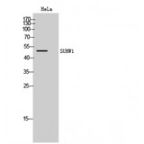 ZNF280A Antibody - Western blot of SUHW1 antibody