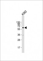 ZNF280A Antibody - Anti-ZNF280A Antibody (Center) at 1:2000 dilution + K562 whole cell lysate. Lysates/proteins at 20 ug per lane. Secondary Goat Anti-Rabbit IgG, (H+L), Peroxidase conjugated at 1:10000 dilution. Predicted band size: 61 kDa. . Blocking/Dilution buffer: 5% NFDM/TBST.