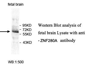 ZNF280A Antibody