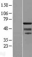 ZNF280A Protein - Western validation with an anti-DDK antibody * L: Control HEK293 lysate R: Over-expression lysate