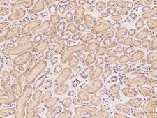 ZNF280B Antibody - Immunochemical staining of human ZNF280B in human kidney with rabbit polyclonal antibody at 1:1000 dilution, formalin-fixed paraffin embedded sections.