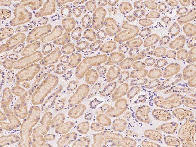 ZNF280B Antibody - Immunochemical staining of human ZNF280B in human kidney with rabbit polyclonal antibody at 1:1000 dilution, formalin-fixed paraffin embedded sections.