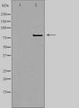 ZNF280C / SUHW3 Antibody - Western blot analysis of extracts of HepG2 cells using ZNF280C antibody. The lane on the left is treated with the antigen-specific peptide.