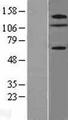ZNF280D Protein - Western validation with an anti-DDK antibody * L: Control HEK293 lysate R: Over-expression lysate