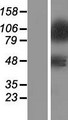 ZNF281 / Zfp281 Protein - Western validation with an anti-DDK antibody * L: Control HEK293 lysate R: Over-expression lysate