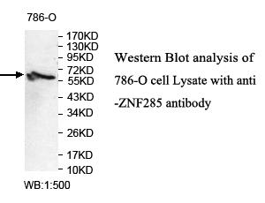 ZNF285 / ZNF285A Antibody