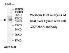 ZNF286A Antibody