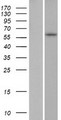 ZNF286B Protein - Western validation with an anti-DDK antibody * L: Control HEK293 lysate R: Over-expression lysate