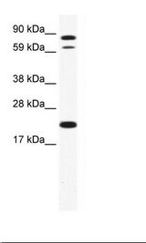 ZNF287 Antibody - NIH 3T3 Cell Lysate.  This image was taken for the unconjugated form of this product. Other forms have not been tested.
