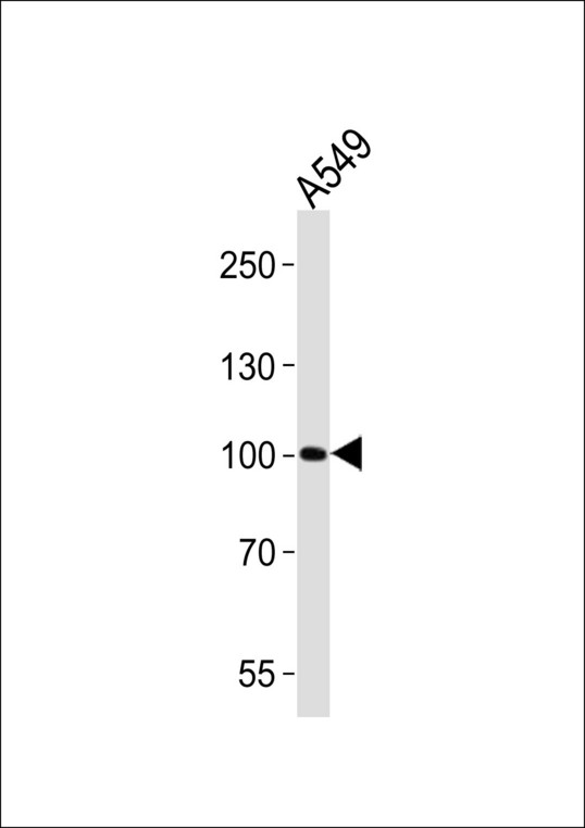ZNF287 Antibody - ZNF287 Antibody western blot of A549 cell line lysates (35 ug/lane). The ZNF287 antibody detected the ZNF287 protein (arrow).