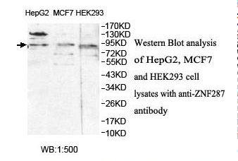 ZNF287 Antibody