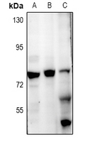 ZNF287 Antibody - Western blot analysis of ZNF287 expression in HEK293T (A), A549 (B), mouse brain (C) whole cell lysates.