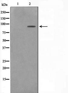 ZNF287 Antibody - Western blot analysis on NIH-3T3 cell lysates using ZNF287 antibody. The lane on the left is treated with the antigen-specific peptide.