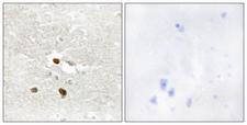 ZNF287 Antibody - Peptide - + Immunohistochemistry analysis of paraffin-embedded human brain tissue using ZNF287 antibody.