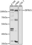 ZNF295 Antibody - Western blot analysis of extracts of various cell lines, using ZBTB21 antibody at 1:3000 dilution. The secondary antibody used was an HRP Goat Anti-Rabbit IgG (H+L) at 1:10000 dilution. Lysates were loaded 25ug per lane and 3% nonfat dry milk in TBST was used for blocking. An ECL Kit was used for detection and the exposure time was 30s.