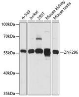 ZNF296 / ZNF342 Antibody - Western blot analysis of extracts of various cell lines using ZNF296 Polyclonal Antibody at dilution of 1:1000.