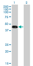 ZNF3 Antibody - Western blot of ZNF3 expression in transfected 293T cell line by ZNF3 monoclonal antibody (M08), clone 1F7.