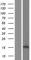 ZNF3 Protein - Western validation with an anti-DDK antibody * L: Control HEK293 lysate R: Over-expression lysate
