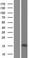 ZNF3 Protein - Western validation with an anti-DDK antibody * L: Control HEK293 lysate R: Over-expression lysate