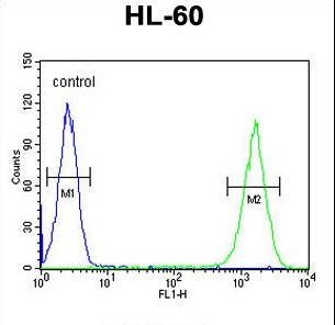 ZNF30 Antibody - ZNF30 Antibody flow cytometry of HL-60 cells (right histogram) compared to a negative control cell (left histogram). FITC-conjugated goat-anti-rabbit secondary antibodies were used for the analysis.