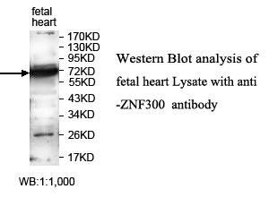 ZNF300 Antibody