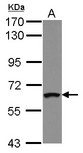 ZNF300 Antibody - Sample (20 ug of whole cell lysate) A: HepG2 nucleus 7.5% SDS PAGE ZNF300 antibody diluted at 1:1000