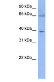ZNF302 Antibody - ZNF302 antibody Western blot of Mouse Thymus lysate. Antibody concentration 1 ug/ml. This image was taken for the unconjugated form of this product. Other forms have not been tested.