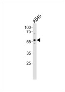 ZNF307 Antibody - ZKSCAN4 Antibody western blot of A549 cell line lysates (35 ug/lane). The ZKSCAN4 antibody detected the ZKSCAN4 protein (arrow).