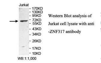 ZNF317 Antibody