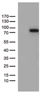 ZNF317 Antibody - HEK293T cells were transfected with the pCMV6-ENTRY control. (Left lane) or pCMV6-ENTRY ZNF317. (Right lane) cDNA for 48 hrs and lysed. Equivalent amounts of cell lysates. (5 ug per lane) were separated by SDS-PAGE and immunoblotted with anti-ZNF317. (1:500)