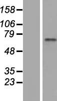 ZNF317 Protein - Western validation with an anti-DDK antibody * L: Control HEK293 lysate R: Over-expression lysate