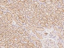 ZNF320 Antibody - Immunochemical staining of human ZNF320 in human kidney with rabbit polyclonal antibody at 1:100 dilution, formalin-fixed paraffin embedded sections.