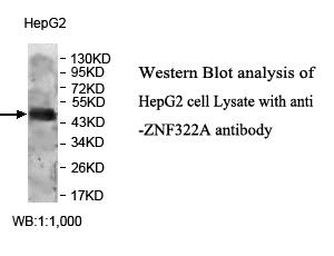 ZNF322 Antibody