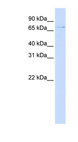 ZNF324 / ZF5128 Antibody - ZNF324 antibody Western blot of 293T cell lysate. This image was taken for the unconjugated form of this product. Other forms have not been tested.