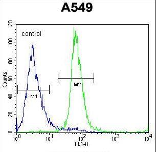 ZNF324 / ZF5128 Antibody - ZNF324B Antibody flow cytometry of A549 cells (right histogram) compared to a negative control cell (left histogram). FITC-conjugated goat-anti-rabbit secondary antibodies were used for the analysis.