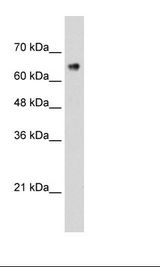 ZNF326 / Zfp326 Antibody - Jurkat Cell Lysate.  This image was taken for the unconjugated form of this product. Other forms have not been tested.