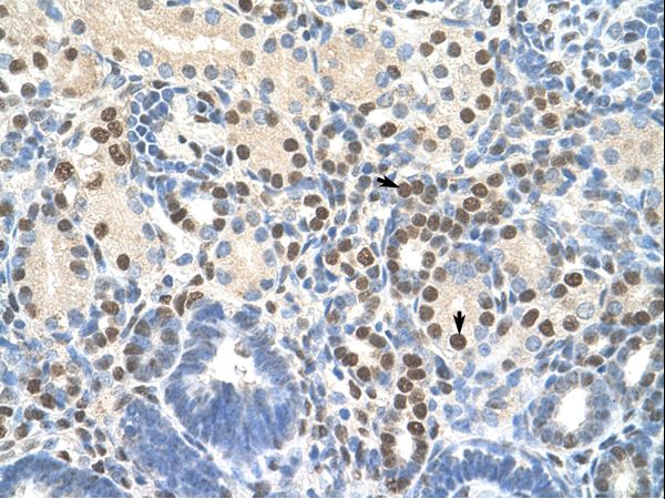 ZNF326 / Zfp326 Antibody - ZNF326 antibody ARP40068_T100-NP_892021-ZNF326(zinc finger protein 326) Antibody was used in IHC to stain formalin-fixed, paraffin-embedded human kidney.  This image was taken for the unconjugated form of this product. Other forms have not been tested.